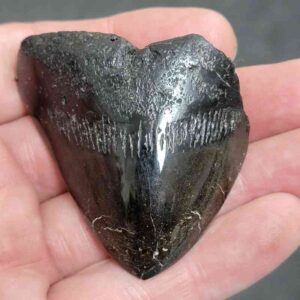 Polished Megalodon Shark Tooth - #6
