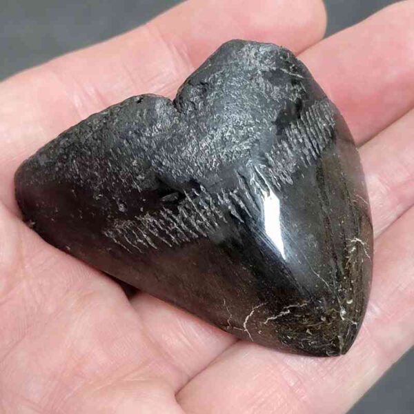 Polished Megalodon Shark Tooth - #6 - Image 2