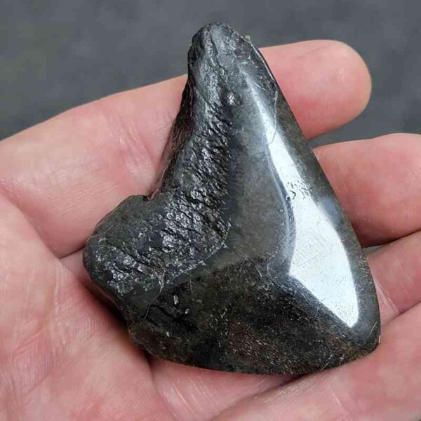 Polished Megalodon Shark Tooth - #6 - Image 3
