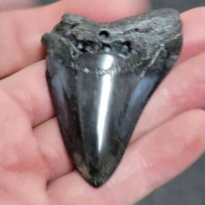 Polished Megalodon Shark Tooth - #7