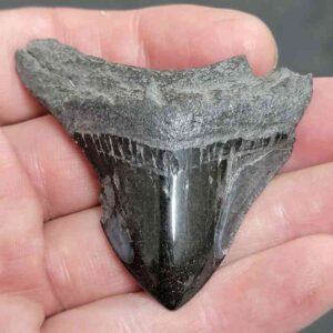 Polished Megalodon Shark Tooth - #8