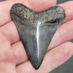 Polished Megalodon Shark Tooth - #9