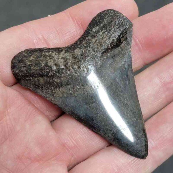 Polished Megalodon Shark Tooth - #9 - Image 2