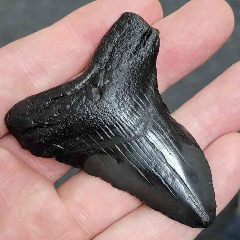90% Bargain Megalodon Shark Tooth - JTBAR90-13 - Image 2