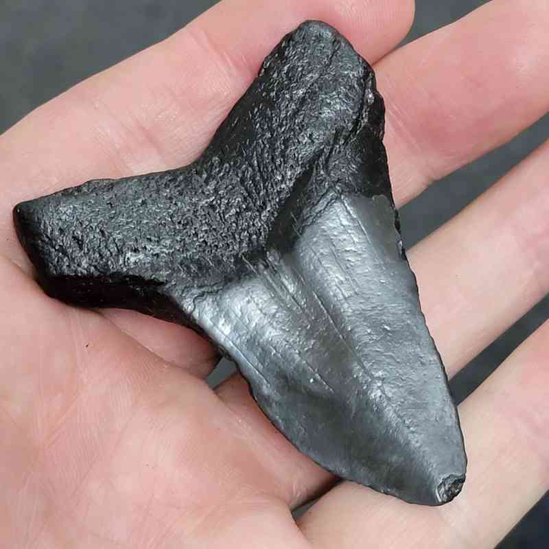 90% Bargain Megalodon Shark Tooth - JTBAR90-13 - Image 3