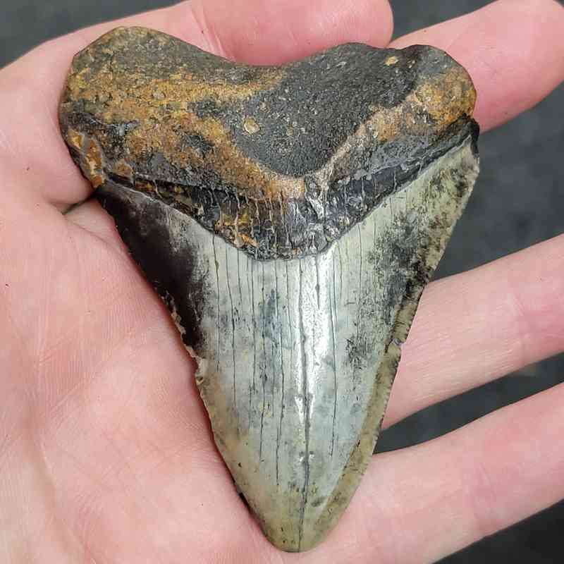 90% Bargain Megalodon Shark Tooth - JTBAR90-49