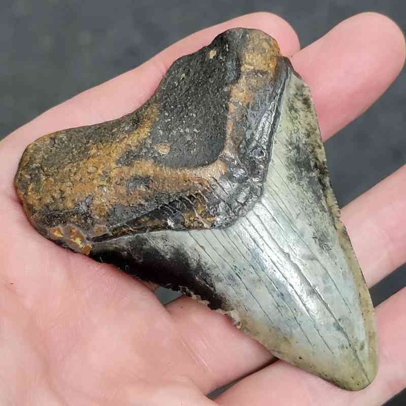 90% Bargain Megalodon Shark Tooth - JTBAR90-49 - Image 2