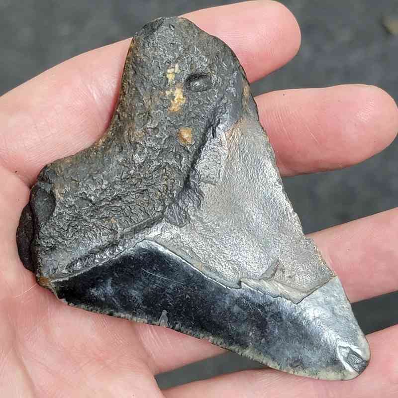 90% Bargain Megalodon Shark Tooth - JTBAR90-49 - Image 3
