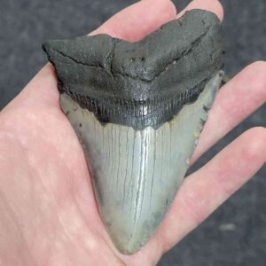 3 5/8"  - 90% Complete Megalodon Tooth with Brown Root with Gray Enamel - # 120