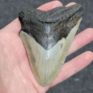 4 1/4+" - 90% Complete Megalodon Shark Tooth with Brown Root with Tan Enamel - # 123