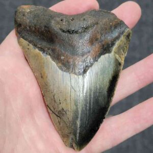4 1/8" - 90% Complete Megalodon Tooth with Mottled Brown Root and Tan Enamel - # 125