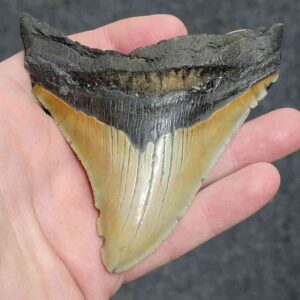 4" - 90% Complete Megalodon Shark Tooth with Dark Brown Root and Tan Enamel - # 126