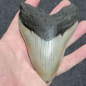 90% Complete Megalodon Tooth - # 135
