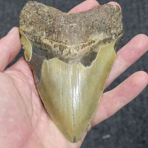 90% Complete Megalodon Shark Tooth - # 142