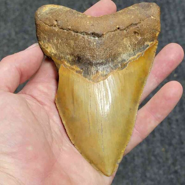 90% Complete Megalodon Tooth  - # 147