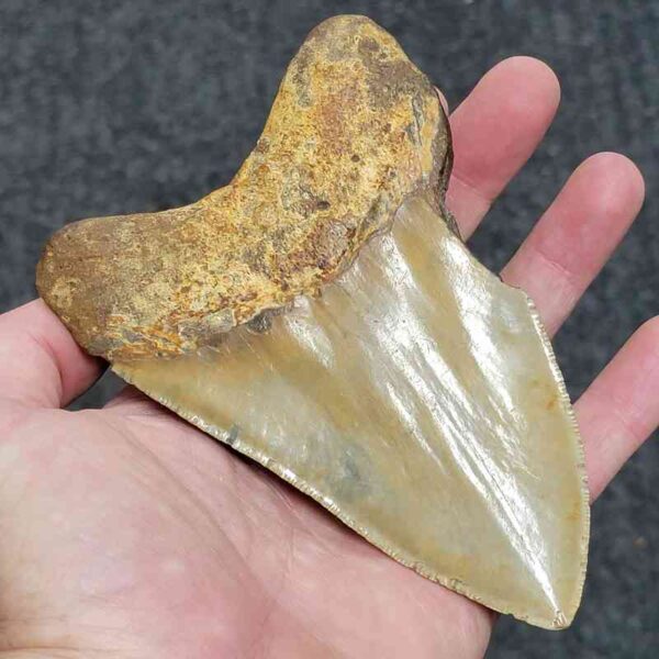 90% Complete Megalodon Tooth  - # 147 - Image 3