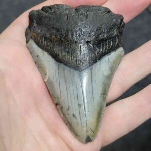 3 5/8" - 90% Complete Megalodon Tooth with Brown Root with Brown Enamel - # 67
