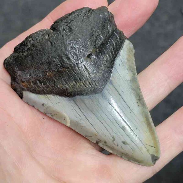 3 5/8" - 90% Complete Megalodon Tooth with Brown Root with Brown Enamel - # 67 - Image 2