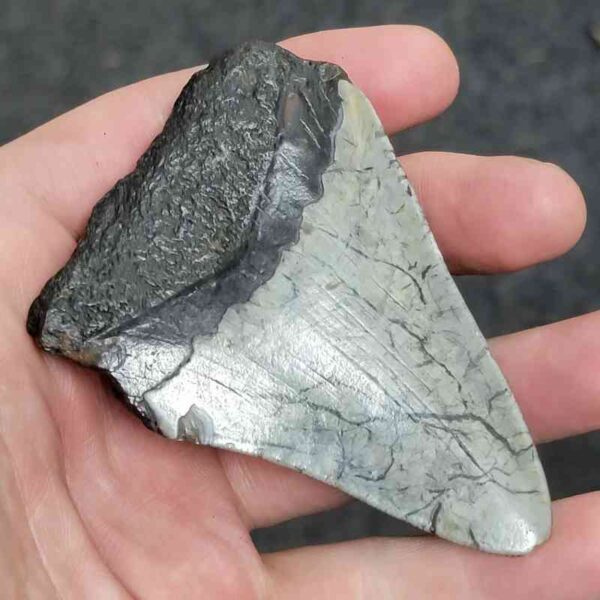3 5/8" - 90% Complete Megalodon Tooth with Brown Root with Brown Enamel - # 67 - Image 3