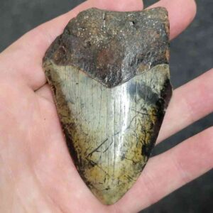 3 3/8"  - 90% Complete Megalodon Tooth with Brown Root with Tan Enamel - # 68
