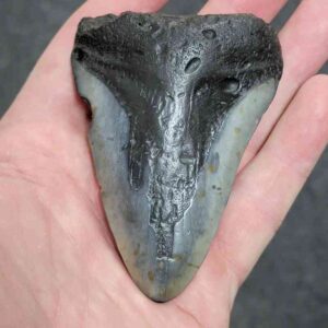 3 1/2+" - 90% Complete Megalodon Shark Tooth with Dark Brown Root and Tan Enamel - # 71