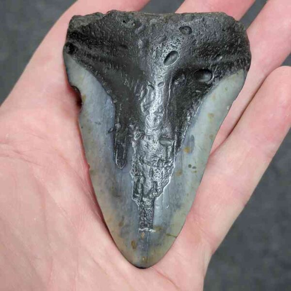 3 1/2+" - 90% Complete Megalodon Shark Tooth with Dark Brown Root and Tan Enamel - # 71