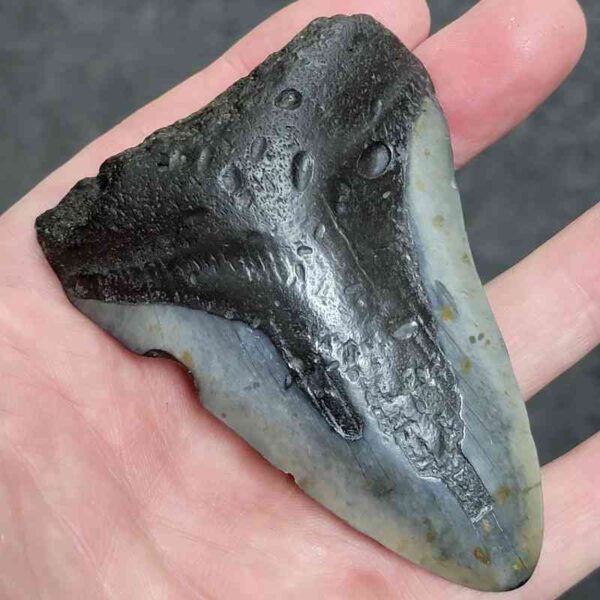 3 1/2+" - 90% Complete Megalodon Shark Tooth with Dark Brown Root and Tan Enamel - # 71 - Image 2
