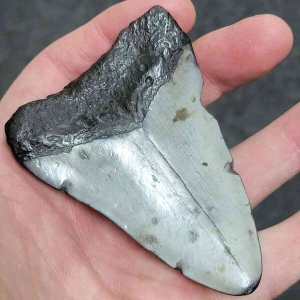 3 1/2+" - 90% Complete Megalodon Shark Tooth with Dark Brown Root and Tan Enamel - # 71 - Image 3