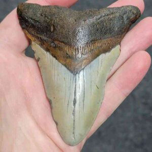 3 3/8"  - 90% Complete Megalodon Tooth with Brown Root with Tan Enamel - # 73