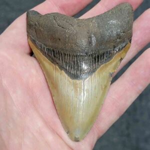 3 5/8" - 90% Complete Megalodon Tooth with Dark Brown Root and Tan Enamel - # 74