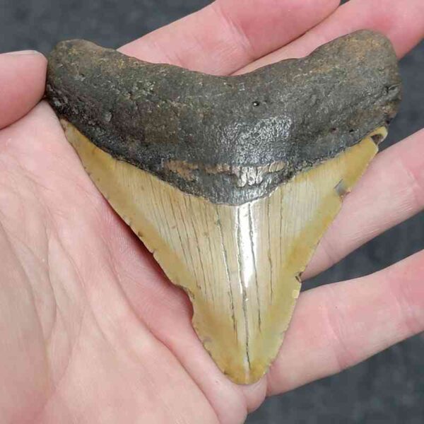 3 1/2" - 90% Complete Megalodon Tooth with Brown Root with Gray Enamel - # 77