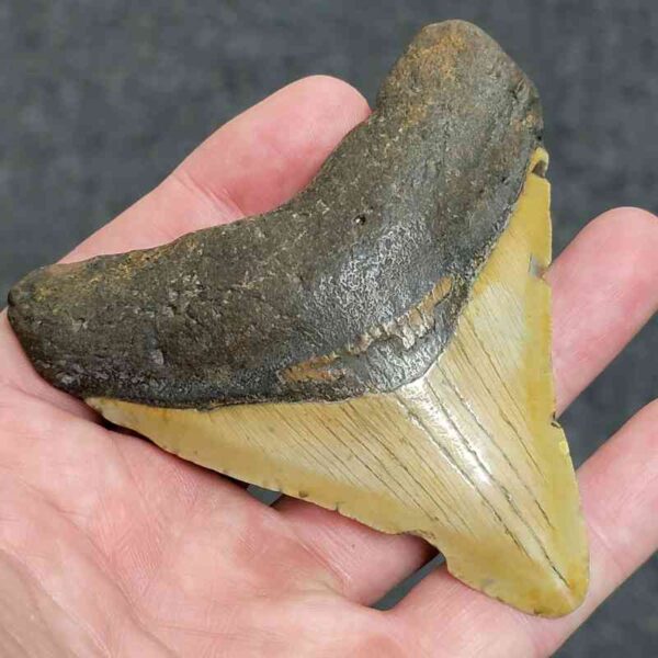 3 1/2" - 90% Complete Megalodon Tooth with Brown Root with Gray Enamel - # 77 - Image 2