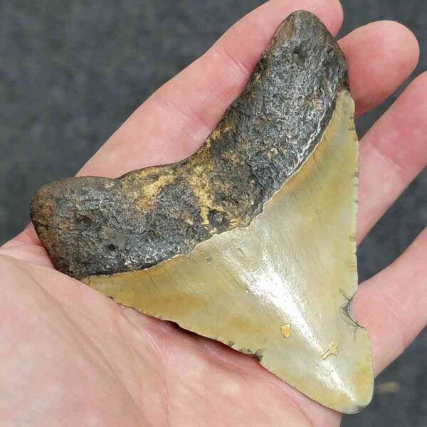 3 1/2" - 90% Complete Megalodon Tooth with Brown Root with Gray Enamel - # 77 - Image 3