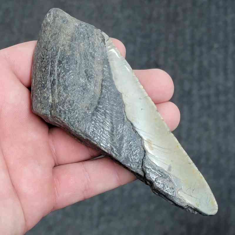 50% Complete Bargain Megalodon Shark Tooth - JTBAR50-30 - Image 2