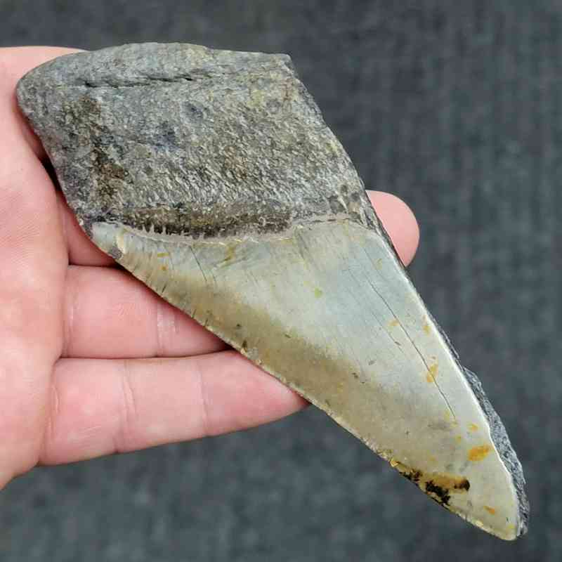 50% Complete Bargain Megalodon Shark Tooth - JTBAR50-30 - Image 3