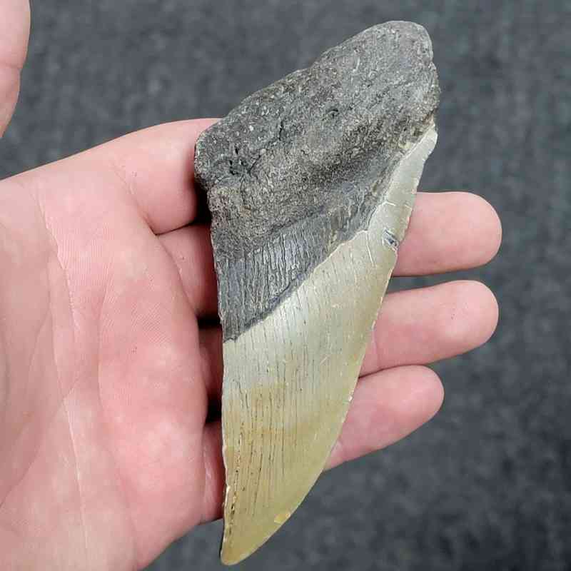50% Complete Bargain Megalodon Shark Tooth - JTBAR50-45