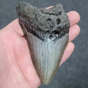 75% Complete Megalodon Shark Tooth - JTBAR75-53