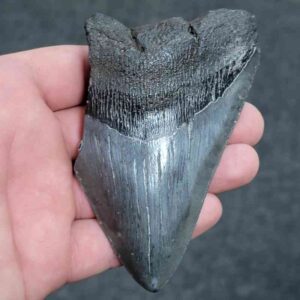 75% Complete Megalodon Shark Tooth - JTBAR75-65