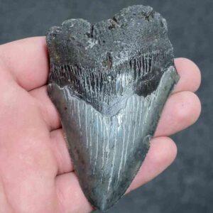 75% Complete Megalodon Shark Tooth - JTBAR75-73