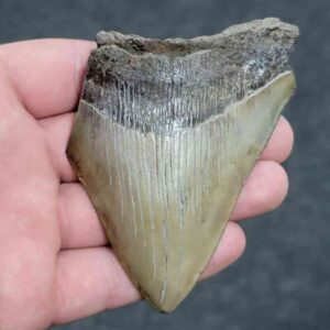 75% Complete Megalodon Shark Tooth - JTBAR75-74