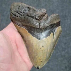 75% Complete Megalodon Shark Tooth - JTBAR75-85