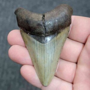 Megalodon Shark Tooth - JTMEG3-73