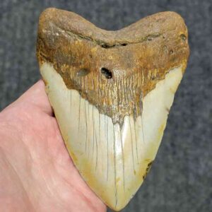 Megalodon Shark Tooth - JTMEG5.5-1