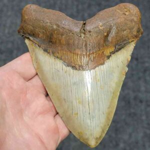 Megalodon Shark Tooth - JTMEG5.5-10