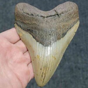 Megalodon Shark Tooth - JTMEG5.5-11