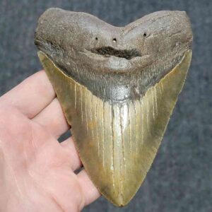Megalodon Shark Tooth - JTMEG5.5-12