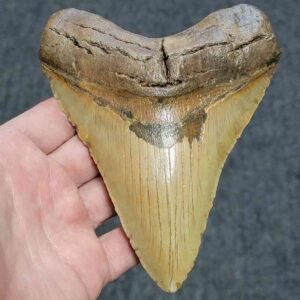 Authentic 5.5 inch megalodon tooth with tan enamel