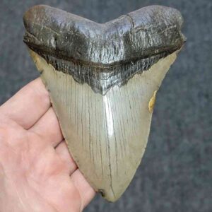 Megalodon Shark Tooth - JTMEG5.5-14