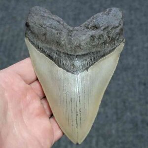 Megalodon Shark Tooth - JTMEG5.5-15