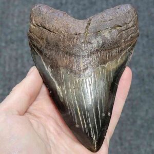 Megalodon Shark Tooth - JTMEG5.5-16